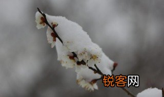 踏雪寻梅下一句 踏雪寻梅出自哪里