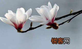 玉兰花的诗句古诗词 玉兰花的诗句古诗词有哪些