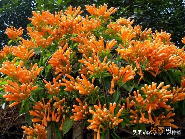 炮仗花怎么样繁殖,怎么养护？