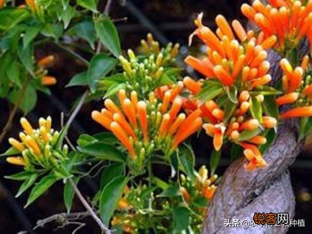 炮仗花怎么样繁殖,怎么养护？