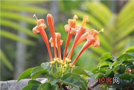 炮仗花怎么样繁殖,怎么养护？