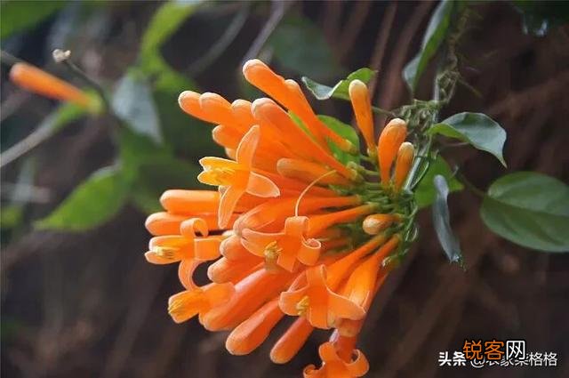 炮仗花怎么样繁殖,怎么养护？