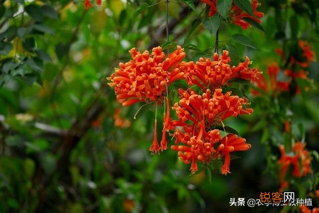 炮仗花怎么样繁殖,怎么养护？