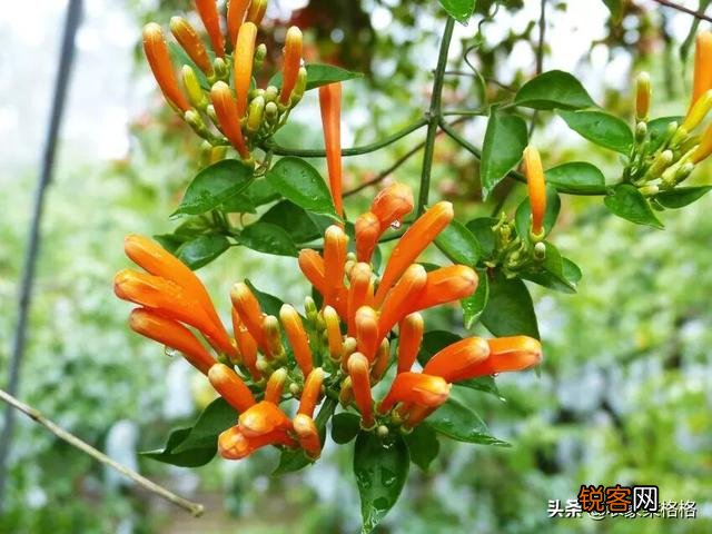 炮仗花怎么样繁殖,怎么养护？