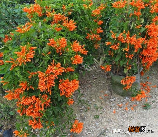 炮仗花怎么样繁殖,怎么养护？