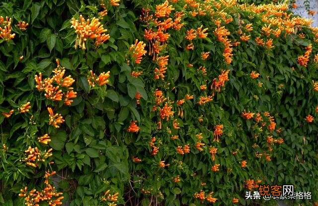 炮仗花怎么样繁殖,怎么养护？