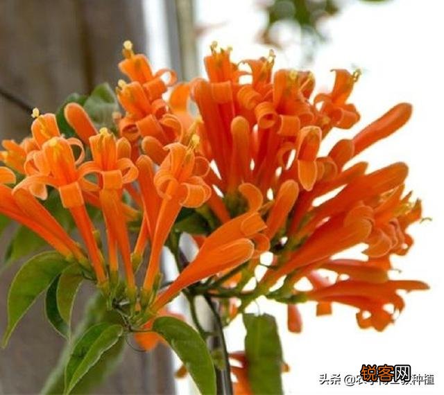 炮仗花怎么样繁殖,怎么养护？