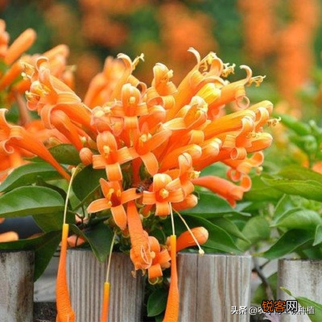 炮仗花怎么样繁殖,怎么养护？