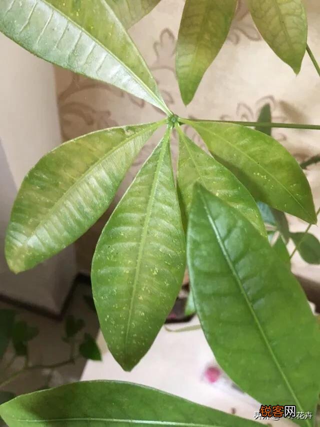 发财树黄叶了,还有救不？