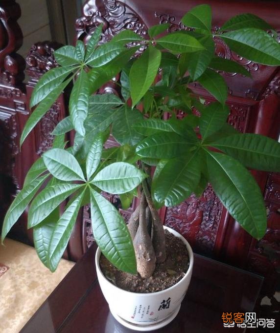 发财树黄叶了,还有救不？