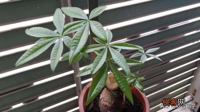 发财树黄叶了,还有救不？