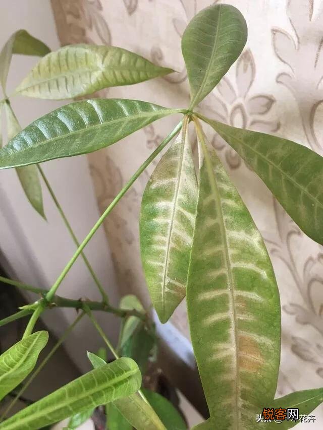 发财树黄叶了,还有救不？