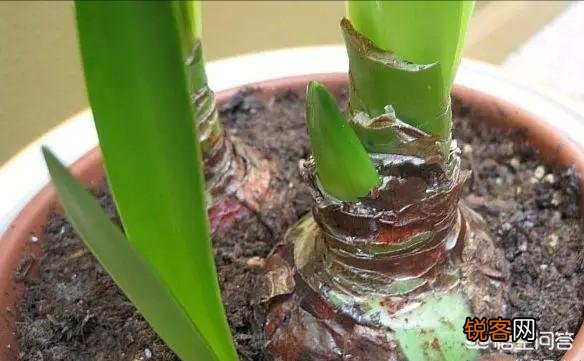 朱顶红是什么植物?如何养？