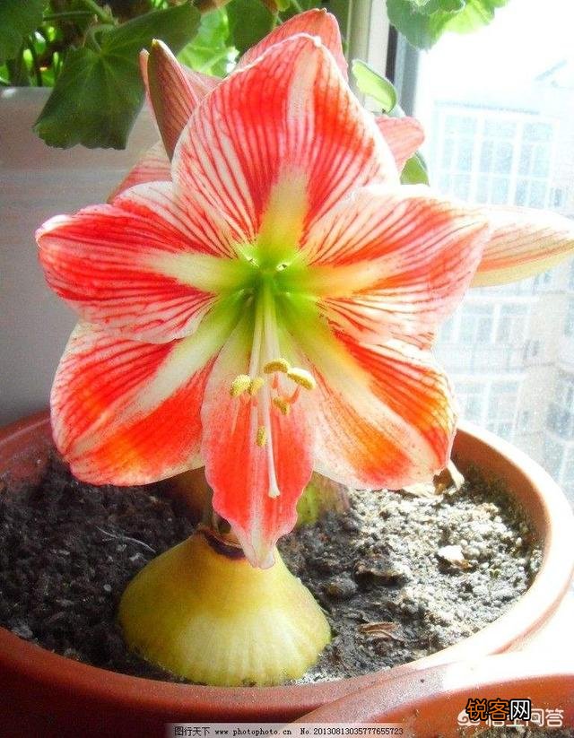 朱顶红是什么植物?如何养？