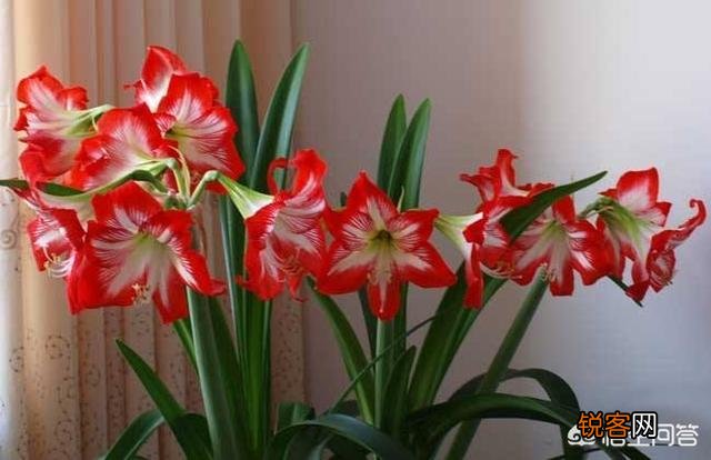 朱顶红是什么植物?如何养？