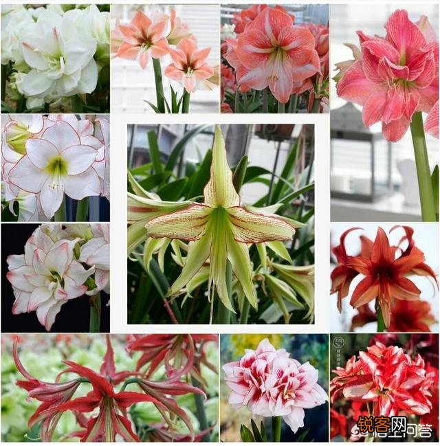 朱顶红是什么植物?如何养？