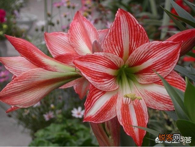 朱顶红是什么植物?如何养？