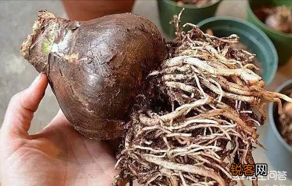 朱顶红是什么植物?如何养？