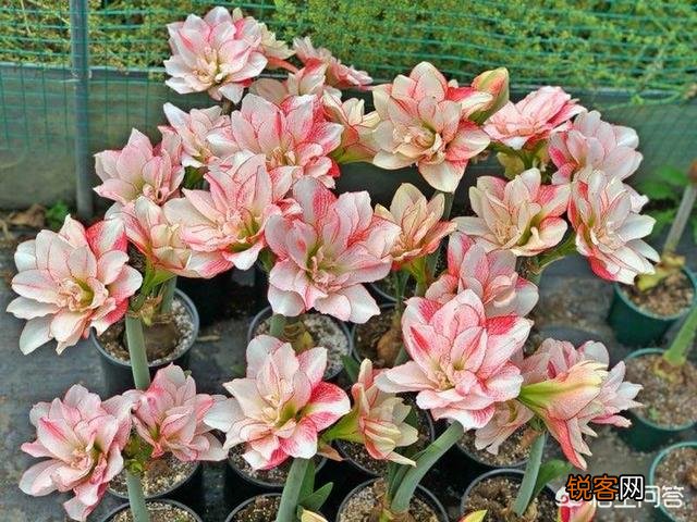 朱顶红是什么植物?如何养？