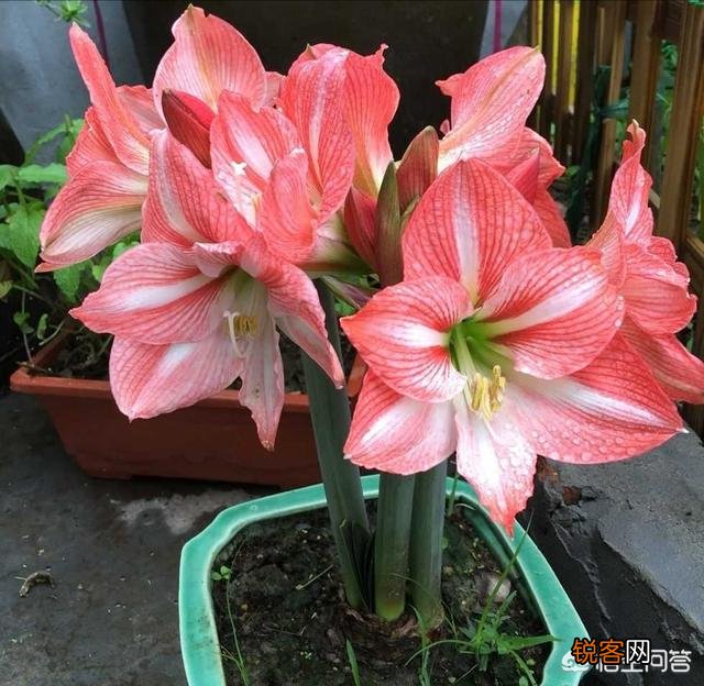 朱顶红是什么植物?如何养？