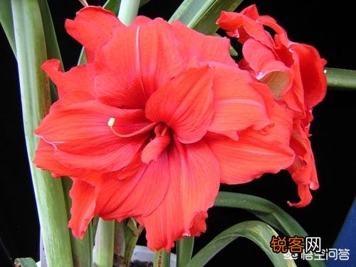朱顶红是什么植物?如何养？