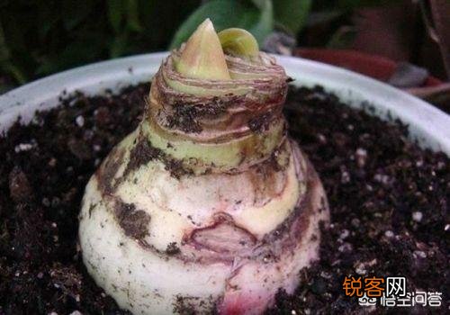 朱顶红是什么植物?如何养？