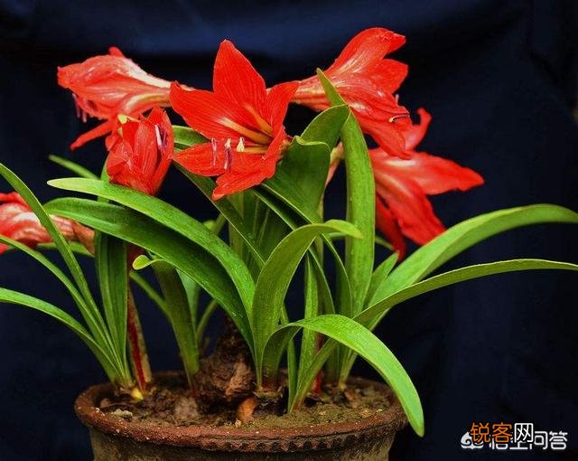 朱顶红是什么植物?如何养？