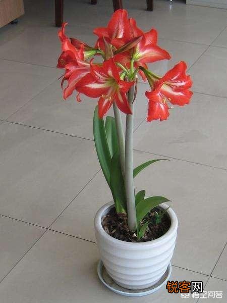 朱顶红是什么植物?如何养？