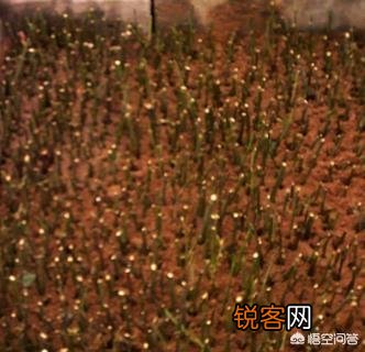 月季应该在什么季节扦插？