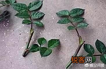 月季应该在什么季节扦插？