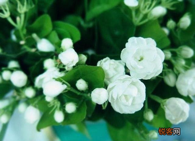 家里养的茉莉花,五六月份怎么扦插分盆呢？