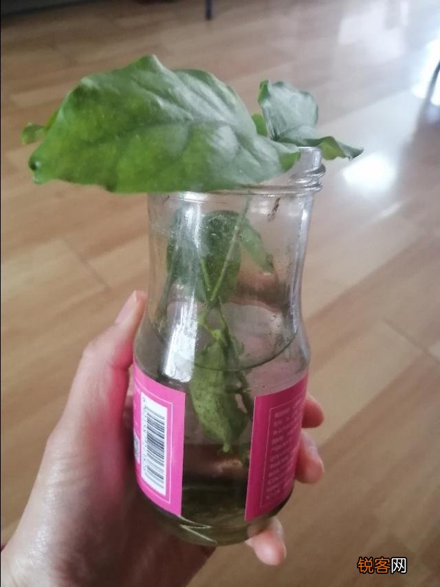 家里养的茉莉花,五六月份怎么扦插分盆呢？