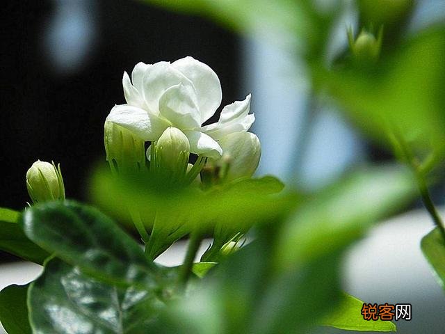 家里养的茉莉花,五六月份怎么扦插分盆呢？