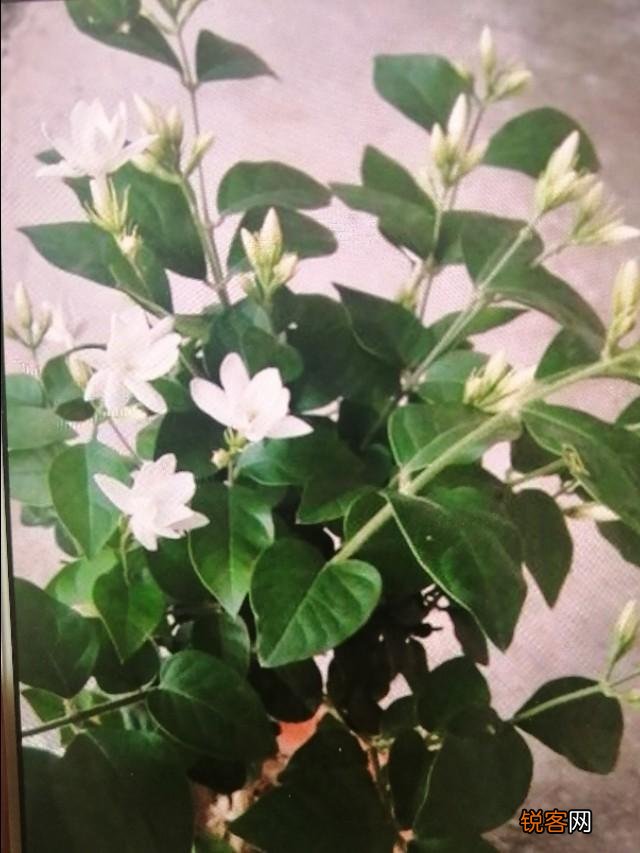 家里养的茉莉花,五六月份怎么扦插分盆呢？