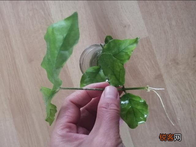 家里养的茉莉花,五六月份怎么扦插分盆呢？