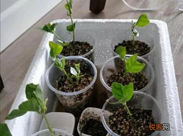 家里养的茉莉花,五六月份怎么扦插分盆呢？