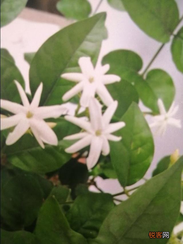 家里养的茉莉花,五六月份怎么扦插分盆呢？