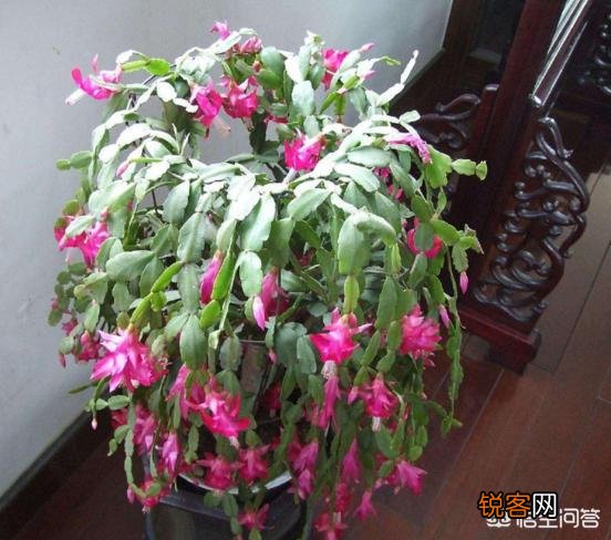 蟹爪兰该怎么养？