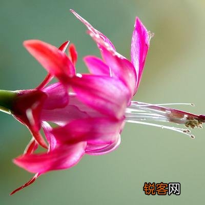 蟹爪兰该怎么养？