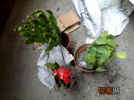 蟹爪兰该怎么养？