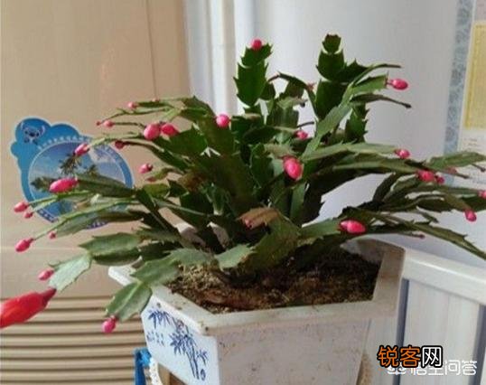 蟹爪兰该怎么养？