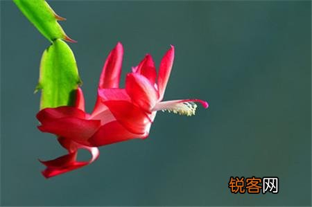 蟹爪兰该怎么养？