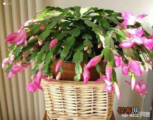 蟹爪兰该怎么养？