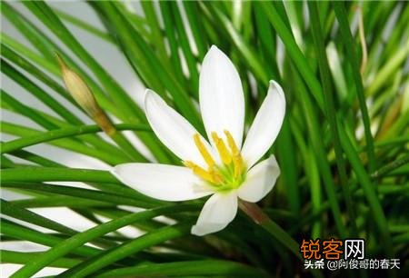 葱兰,观赏价值高,盆栽要如何管理？