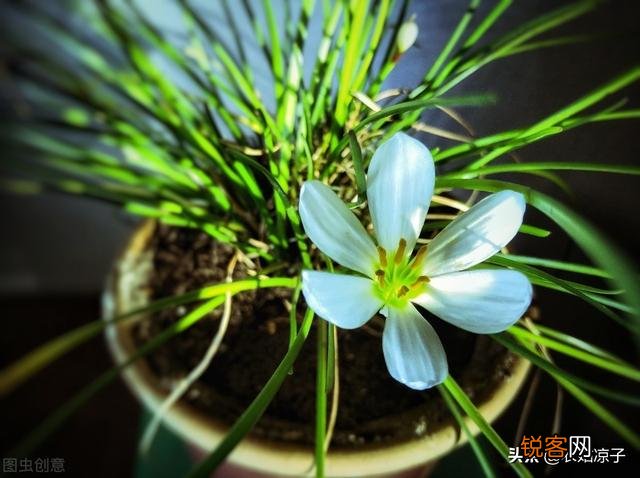 葱兰,观赏价值高,盆栽要如何管理？