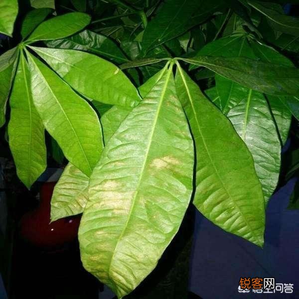 发财树要怎么养？为什么叶子不断发黄掉落呢？