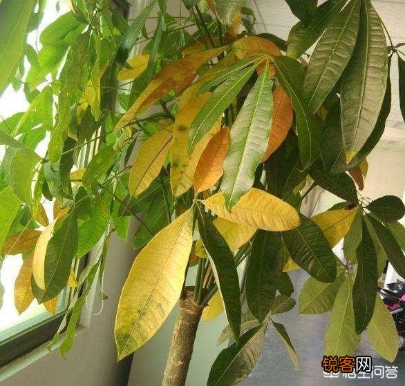 发财树要怎么养？为什么叶子不断发黄掉落呢？