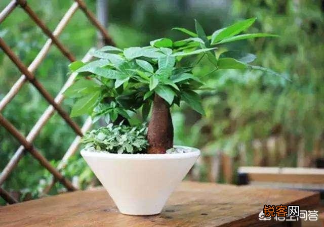 发财树要怎么养？为什么叶子不断发黄掉落呢？