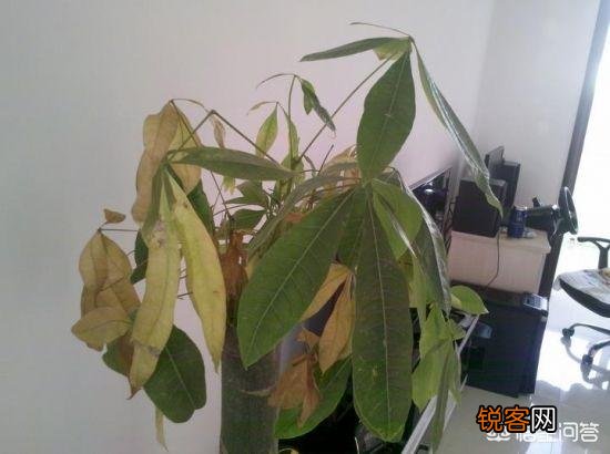 发财树要怎么养？为什么叶子不断发黄掉落呢？
