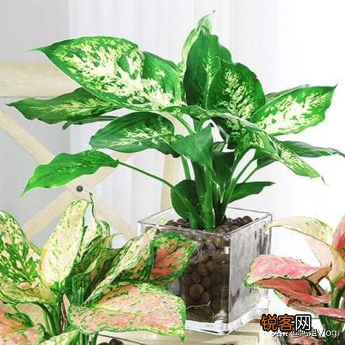 有哪些植物适合家里养？